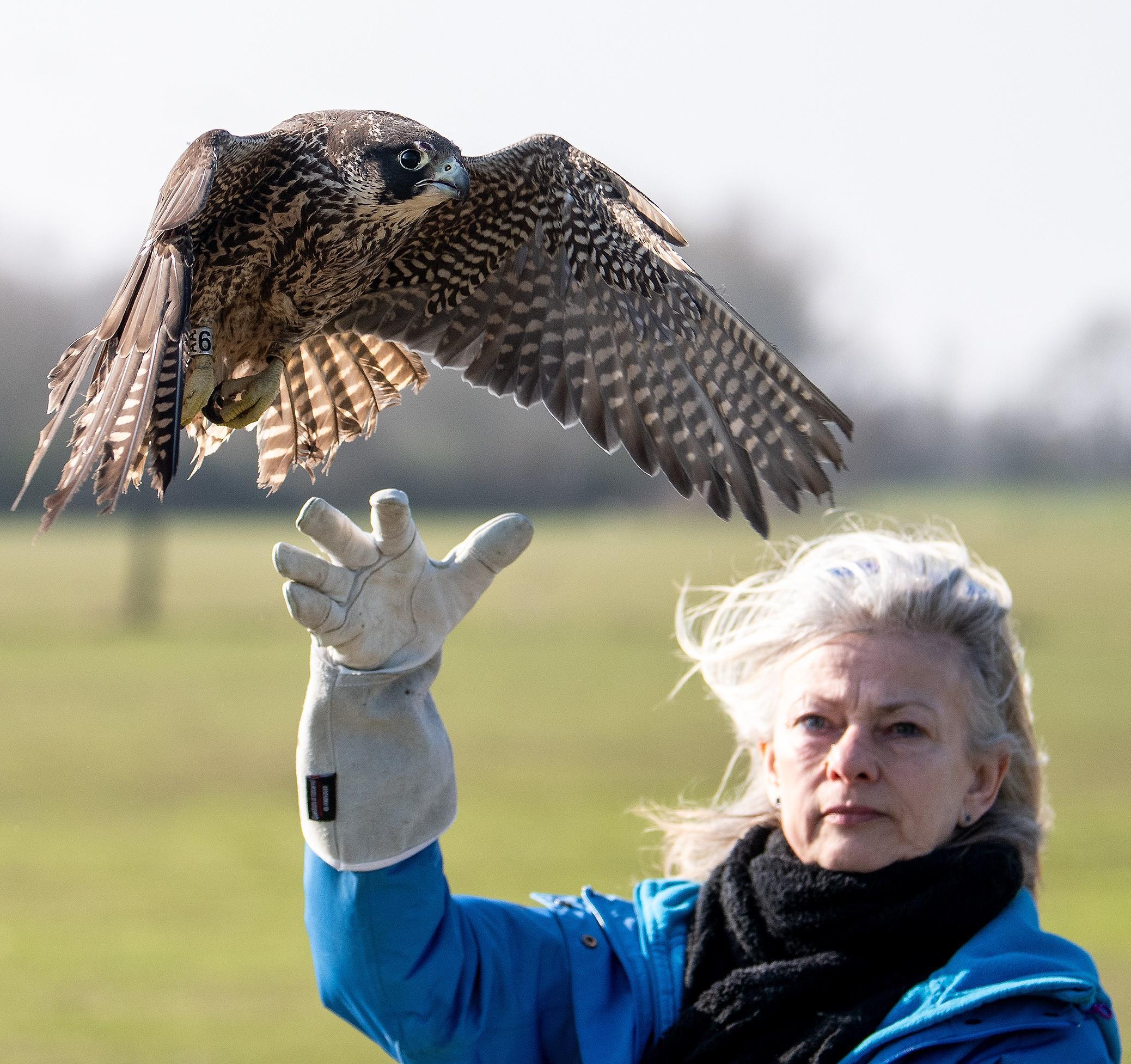 Lulani fliegt wieder