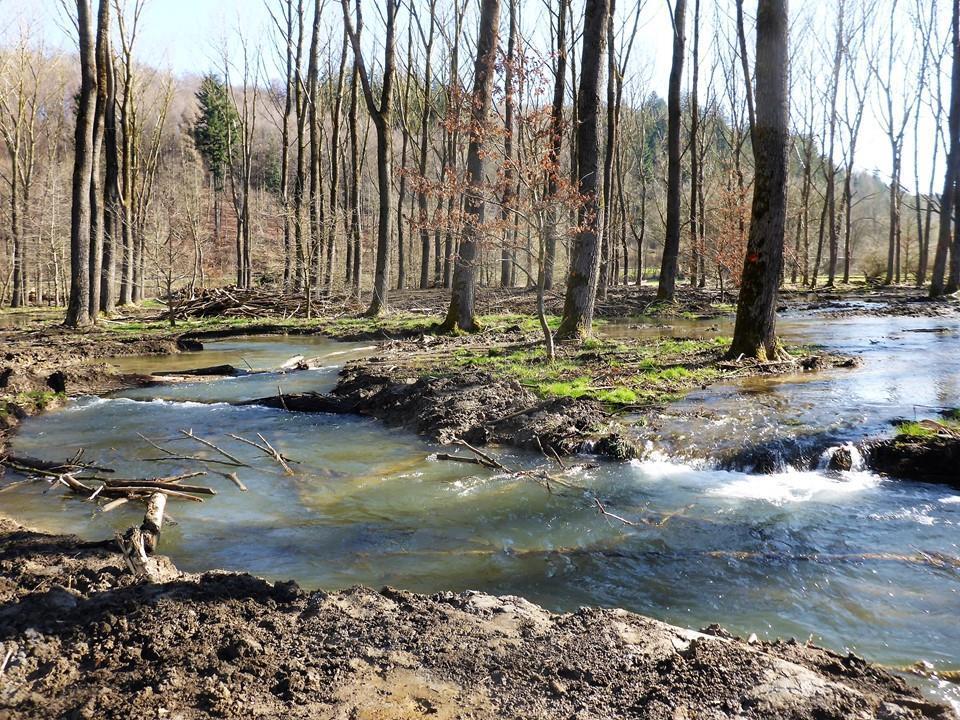 Die Almerenaturierung – Wiederherstellung einer naturnahen Aue an einem außergewöhnlichen Fluss