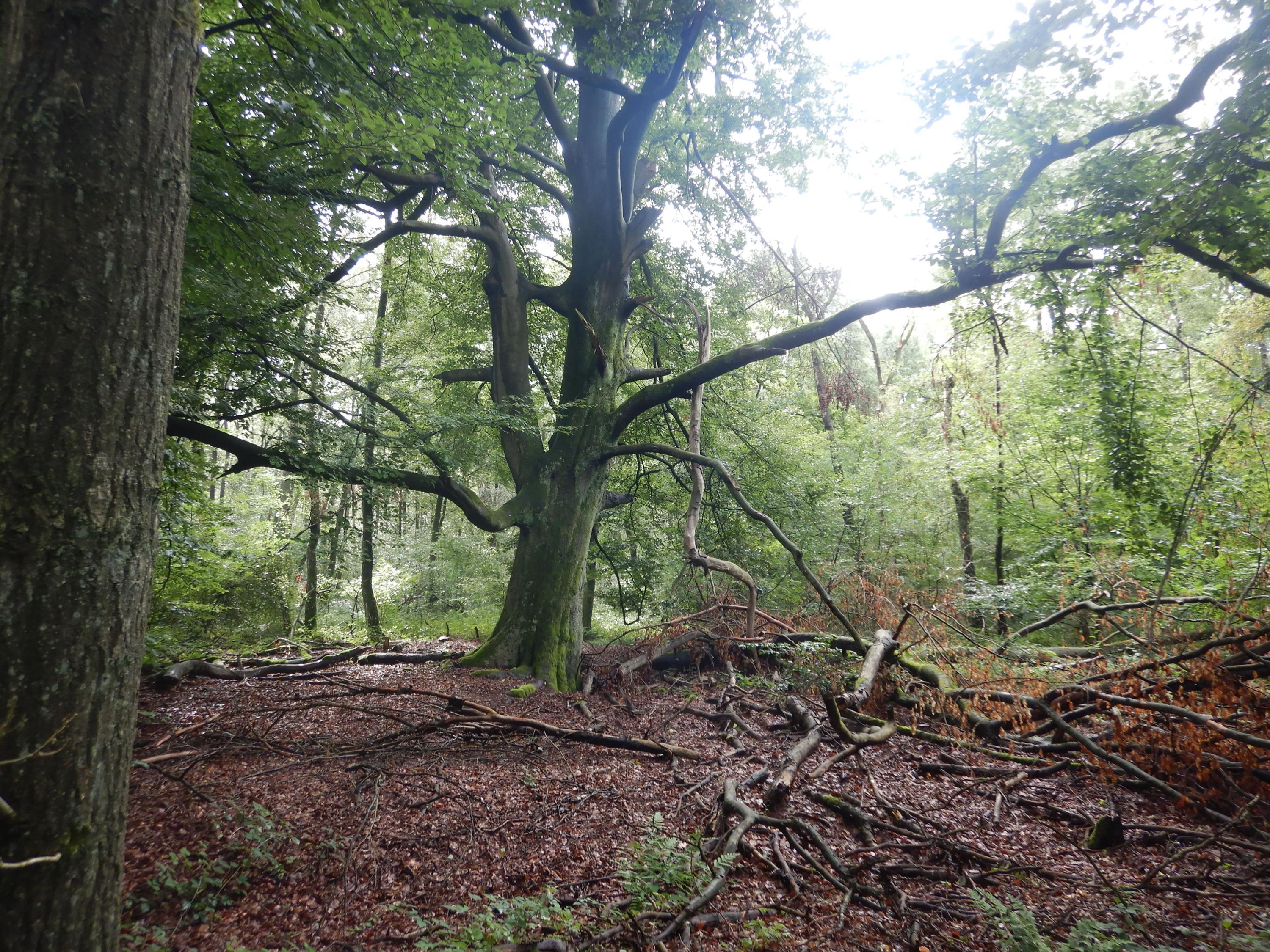 Naturdenkmale - Jahrhundertealte Bäume und sagenhafte Baumgestalten zwischen Maas und Nette